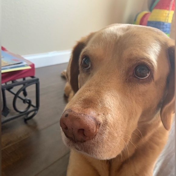 Art259Design Dress Backless Halter Slit Crinkle Midi Red S NWT - Picture 8 of 8